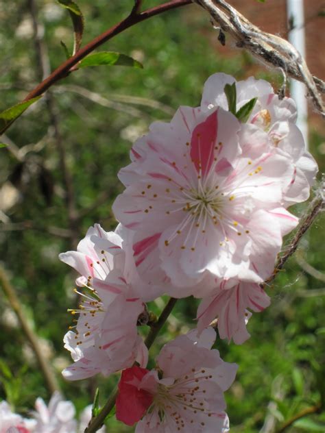 The Witch's Garden: Cultivating Cherry Blossom Magic